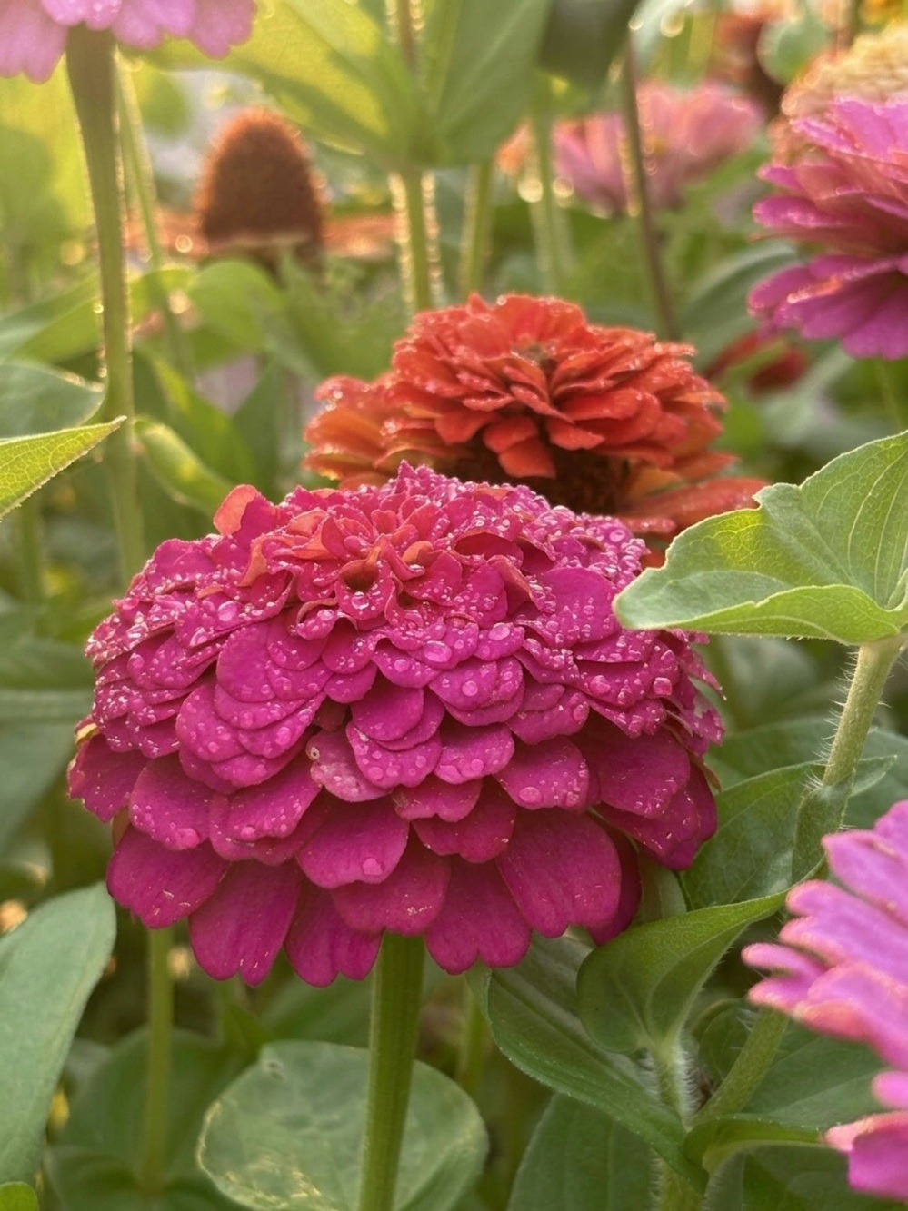 Magenta Zinnia Floral Wall Art Print - Home Art Photography